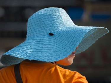 A fan wears a hat for sun protection at the main stage at the 39th annual Folk Music festival Jericho Beach, Vancouver, July 16 2016.