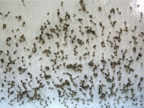 Mosquito larvae in the lab