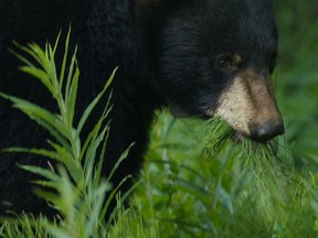 B.C. man takes a lesson on backcountry preparation from bluffing black bear