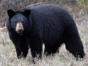 West Vancouver police say a man who came face to face with a bear managed to escape but scraped his legs as he scrambled to get away from the animal.