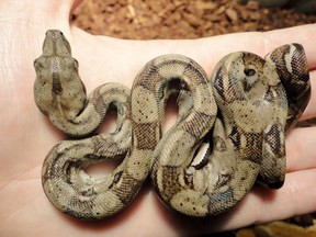 City of Victoria crews are trying to track down a large snake in a sewer at Quadra Street and Balmoral Road. This is a photo of a South American boa constrictor.