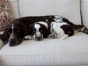 Poppy, a three-year old sulking springer spaniel, with Dax, a 12 week old interloper.