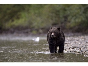 A British Columbia man's beachcombing trip turned into a harrowing fight for survival as a grizzly bear flailed him around "like a puppet."