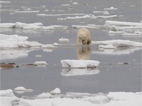 New research suggests that polar bears are being forced to swim more often as climate change reduces Arctic sea ice.