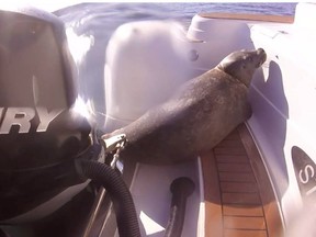 A still frame from a GoPro video by Neil Templeman of Campbell River Whale and Bear Excursions shows a seal that evaded a pod of orcas by hopping right onto Templeman's tour boat. [PNG Merlin Archive]