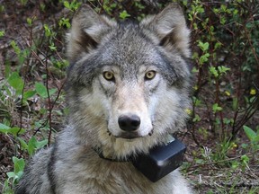 U.S. wildlife officials say a grey wolf that left its pack in northeastern Washington trekked more than 1,100 kilometres across Idaho and Canada before being shot in central Montana last month. A wolf in Oregon wears a radio collar.