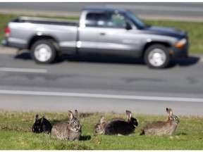 The provincial government is setting up a security camera to monitor people who abandon rabbits on a grassy median at Helmcken Road and the Trans-Canada Highway in Victoria.
