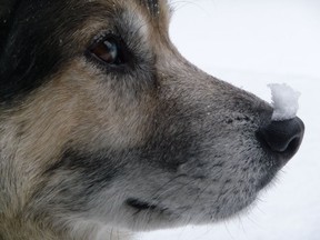 Clive and Carol-Ann Jackson's dog, Timber, with some snow on his nose.