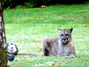 This cougar spent 45 minutes just chilling in Larry McCafferty's yard on Vancouver Island.