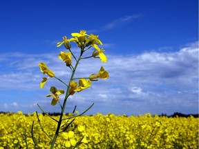 As Canada tiptoes toward closer trade ties with China, the opening round in what could become a bitter campaign has emerged in one of the most unexpected places: the Prairies’ golden fields of canola.