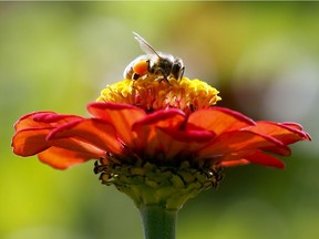 A beekeeper in Nanaimo is the first to document what could be a devastating parasite in Canadian honey bees.