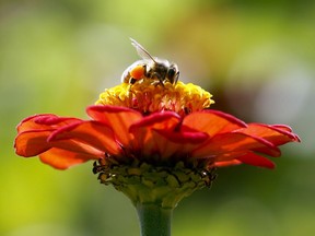 "Zombie" parasites are the least of the honeybee's worries, says the B.C. government's apiary inspector.