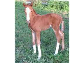 A 12-day-old filly was stolen from a Langley farm sometime late Sunday or early Monday morning, according to the Langley RCMP.