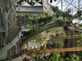 This is the inside of the new Dubai bio-dome, home of the world's biggest indoor tree, according to Grout McTavish Architects.