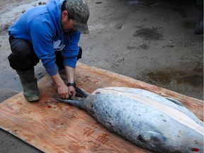 James Simonee butchering a ring seal that he shot in Pond Inlet.