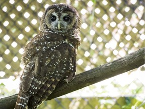 One of the spotted owls at a spotted owl captive breeding program in Langley.