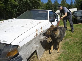 Dog trainer Ron Field puts Razor through a training exercise looking for explosives in vehicles at the Western K9 training facility in Maple Ridge.