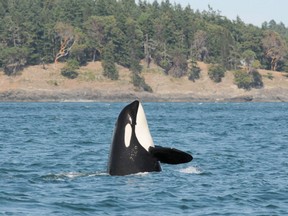Killer whale J14 was last photographed on Aug. 3 and could soon be declared deceased.