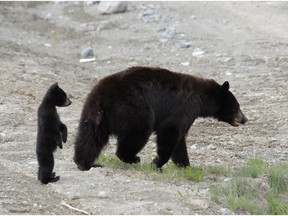 FILE PHOTO - Three Coquitlam residents were arrested Tuesday for allegedly interfering with conservation officers who tracking three bears in a residential neighbourhood. The bears were later euthanized.