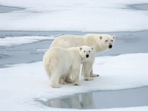 A mother polar bear and her cub.