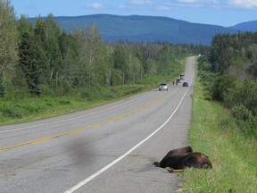 Vehicles are a hazard for moose and vice versa on the highways near Prince George.