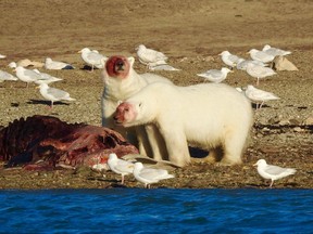 Two male polar bears gorge on the carcass of a beluga whale in Coningham Bay, an area frequented by belugas who come into the shallow bay to rub against the rocks as they shed their skins. The whales were hunted earlier by Inuit from the area. Each Inuit community is allowed a certain quota of belugas each year and because of the dangers that bears present once the belugas are hunted and butchered, they usually hunt in groups with dogs acting as their alarm system.