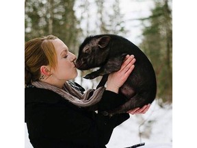 Owner Dayna Denman holds Rex the pot-bellied pig, who is recovering from a mauling by two neighbourhood dogs.