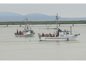 Gillnetters work the Fraser River upstream from Steveston in 2014. So far, it appears the 2016 sockeye run is about half the disastrous return of 2009.