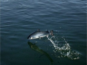 For the first time in Canadian history, a company has been given permission to raise foreign strains of salmon in the marine environment, right beside a "threatened" population of native Atlantic salmon.