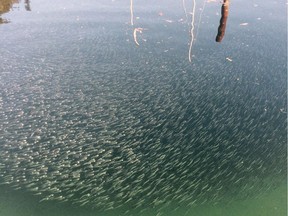 A school of anchovies seen recently in Horseshoe Bay.