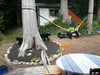 Four bears frolicking in a Sunshine Coast home backyard.