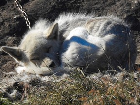 Sled dog sleeping in the tundra on a brilliant sunny day in Ilulissat, Greenland.