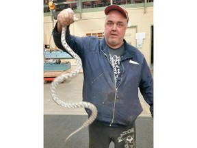 City worker Delson Amaral holds a snake captured from a pipe underneath a Victoria street on Thursday, Aug. 25, 2016.