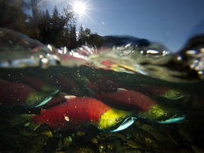 The Pacific Salmon Commission estimates a run of 853,000 sockeye salmon on the Fraser River this year, the lowest number since estimates began in 1893.