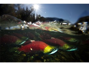 Only about a third of the usual number of sockeye are expected this year in the Fraser River.