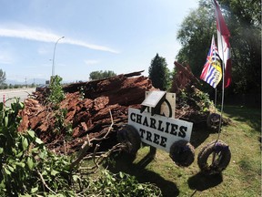 A tree named after a World War I veteran which fell onto Highway 1near 200th St and caused a minor accident and traffic backup Saturday night, in Surrey, BC., August 1, 2016. The 300 year-old Douglas Fir acquired the name Charlies Tree, after veteran Charlie Perkins planted ivy at its base and lay wreaths on it to honour his fallen friends from the first world war.