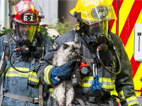 Firefighters carry a rescued cat at the apartment fire on 121A Street in Surrey on Sunday.