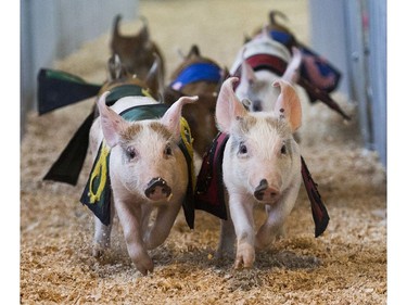 The pig races  at 2016 Fair at thePNE Vancouver, August 20 2016.