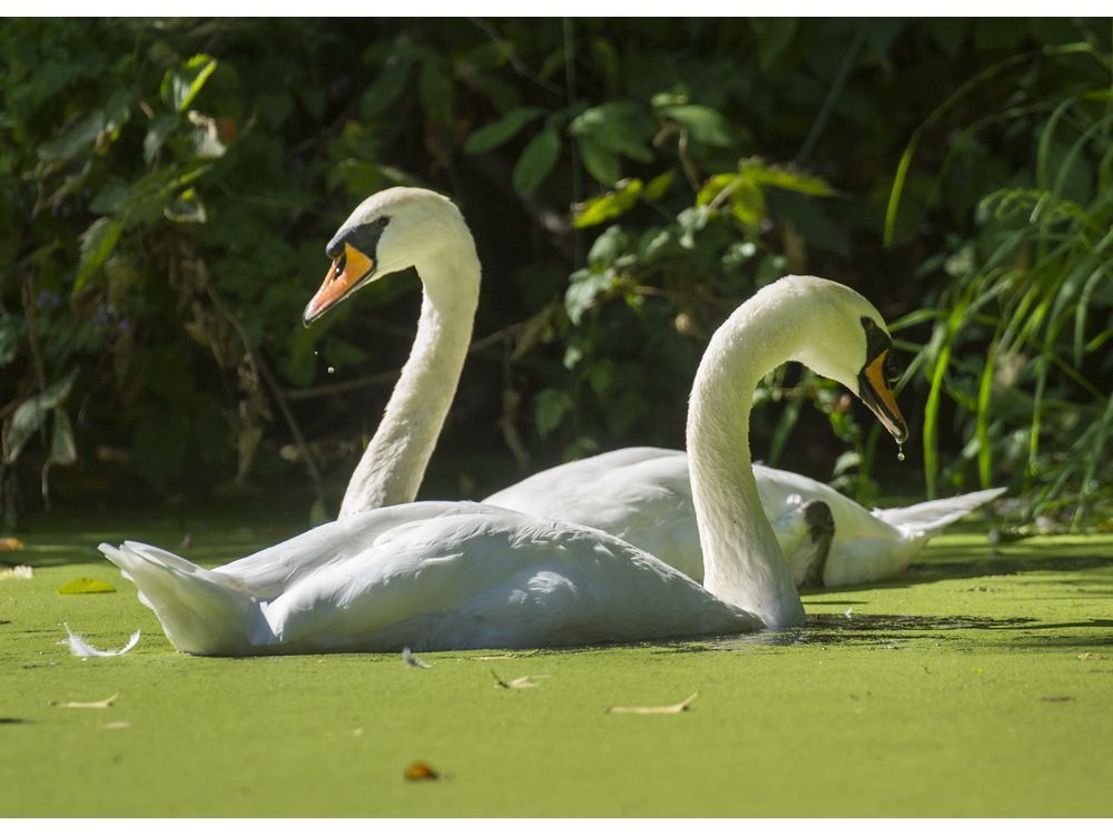 Stanley Park swans find new home after one killed by otters