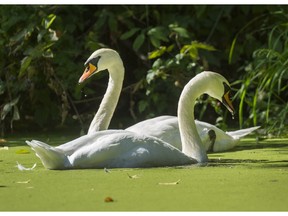The Lost Lagoon swans have found a new home at a private retreat after one of them was killed recently by otters.