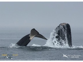 A pod of orcas engages with several humpback whales off Jordan River on Vancouver Island, Aug. 8, 2016.