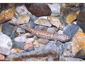 While the coastal giant salamander is distributed along the Pacific coast from northwestern California to southwestern B.C., its only Canadian habitat is in the Chilliwack River Valley.