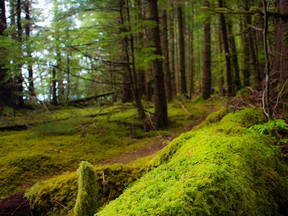 The rain forest in Haida Gwaii,. Getty Images