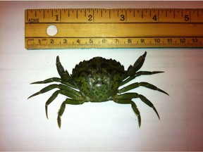 This European Green Crab was found near Tofino in July 2013. Photo credit: Fisheries and Oceans Canada