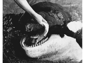 2016 Handout: The Killer Whale Who Changed the World by Mark Leiren-Young. Photo is from his book. Cutline: The teeth that had terrified humans for years ... and the lesions that covered Moby's skin courtesy of the polluted water in the harbour.  Credit: Courtesy of Terry McLeod  [PNG Merlin Archive]