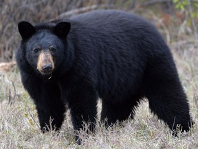 A man and a woman were walking the trails in a Squamish park and were charged by a bear that was protecting her cub.