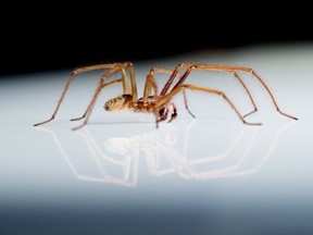 A giant house spider is shown in this undated handout photo. Big and hairy spiders are persistent home invaders every fall, but their reputation for turning up in a favourite shoe or coffee cup and scaring people witless is completely undeserved, says a spider expert at the Royal B.C. Museum.