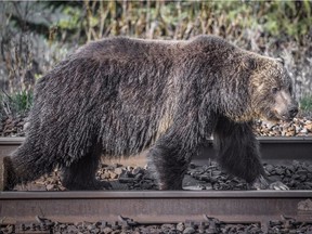 A grizzly bear walks along a railroad track in a handout photo. A study suggests hungry grizzly bears drawn to bountiful berry crops in southeastern British Columbia are dying in disturbing numbers.