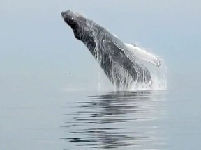 A necropsy has been completed on the latest humpback whale to be killed from being trapped underwater by fish-farm equipment off the British Columbia coast. A humpback whale breaches in Barkley Sound off Vancouver Island.