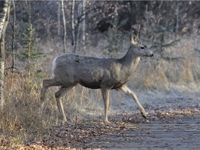A female deer on southern Vancouver Island is expected to be fine after conservation officers removed an arrow from its head. A file photo of a deer is shown here.